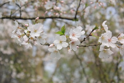 White cherry blossoms selective focus on the photos
